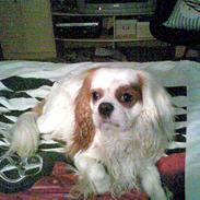Cavalier king charles spaniel Sofus