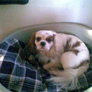 Cavalier king charles spaniel Sofus