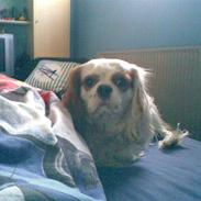 Cavalier king charles spaniel Sofus