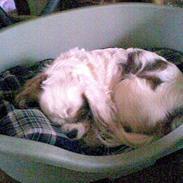 Cavalier king charles spaniel Sofus