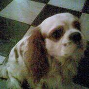 Cavalier king charles spaniel Sofus