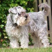 Dvaergschnauzer Kobbelgård's Kajus *RIP*