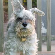 Dvaergschnauzer Kobbelgård's Kajus *RIP*