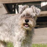 Dvaergschnauzer Kobbelgård's Kajus *RIP*