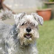 Dvaergschnauzer Kobbelgård's Kajus *RIP*