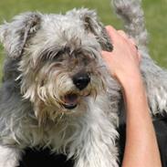 Dvaergschnauzer Kobbelgård's Kajus *RIP*