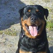 Rottweiler Chicco