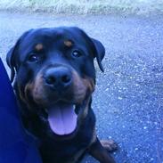 Rottweiler Chicco