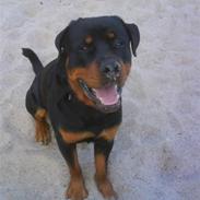 Rottweiler Chicco