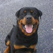 Rottweiler Chicco