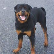 Rottweiler Chicco