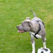 Amerikansk staffordshire terrier Diablo