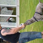 Amerikansk staffordshire terrier Diablo