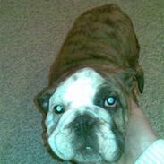 Engelsk bulldog #<33~~* Konrad *~~<33#