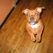 Staffordshire bull terrier Bonzai-staff Diesel 