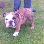 Engelsk bulldog #<33~~* Konrad *~~<33#