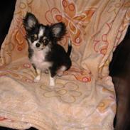 Chihuahua Fantha