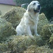 Golden retriever HUGO