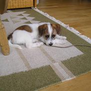 Jack russell terrier bobby