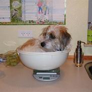 Jack russell terrier bobby