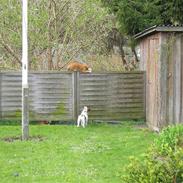 Jack russell terrier bobby