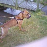 Amerikansk staffordshire terrier max