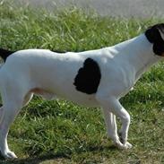 Dansk svensk gaardhund Lillebror