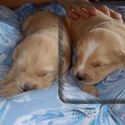 Golden retriever Herbert