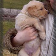 Golden retriever Herbert