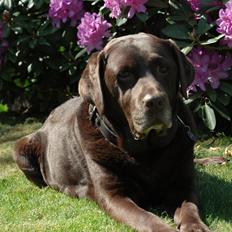 Labrador retriever Nutella