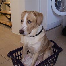 Blanding af racer Futte