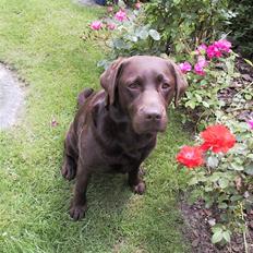 Labrador retriever Nutella