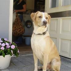 Blanding af racer Futte