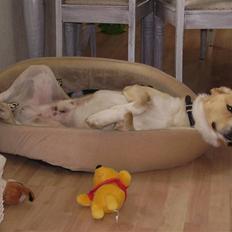 Blanding af racer Futte