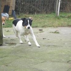 Dansk svensk gaardhund RIP Mille
