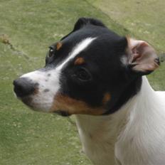Dansk svensk gaardhund RIP Mille