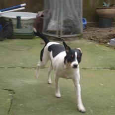 Dansk svensk gaardhund RIP Mille