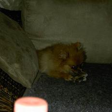 Pomeranian Daisy R.I.P 17/11-09