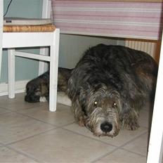 Irsk ulvehund Azimut