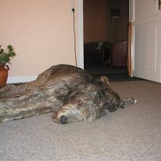 Irsk ulvehund Azimut