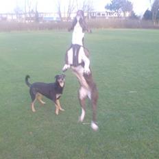 Blanding af racer Chili