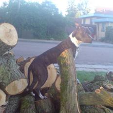 Blanding af racer Chili