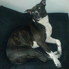 Blanding af racer Chili