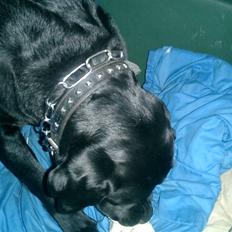 Labrador retriever Bulder