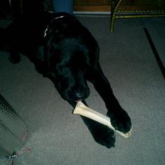 Labrador retriever Bulder