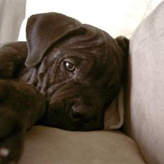 Cane corso Beebob *HIMMELHUND*