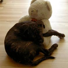 Cane corso Beebob *HIMMELHUND*