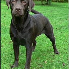 Labrador retriever Mokka