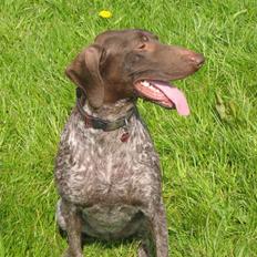 Korthåret hønsehund Donna