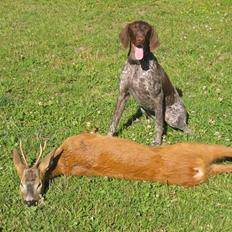 Korthåret hønsehund Donna